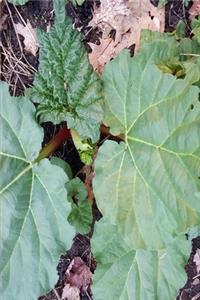 2020 Weekly Planner Spring Rhubarb Leaves 134 Pages