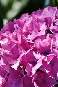 Lavender Hydrangea Flowers Blooming in Spring Journal
