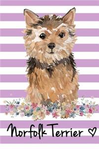 Norfolk Terrier