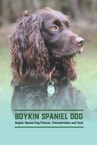 Boykin Spaniel Dog
