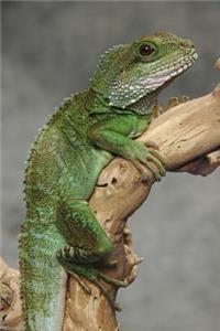 Chinese Water Dragon Journal