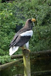 Steller's Sea Eagle Journal