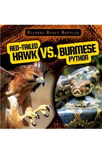 Red-Tailed Hawk vs. Burmese Python