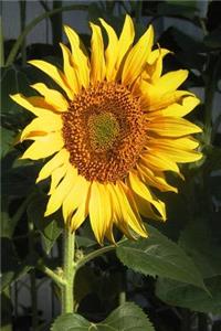 Floral Journal Yellow Sunflower