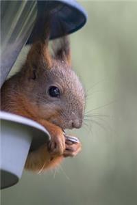 Sneaky Squirrel Eating a Sunflower Seed from the Bird Feeder Journal