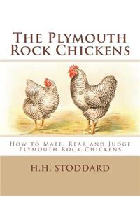 Plymouth Rock Chickens