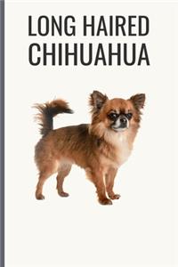 Long Haired Chihuahua