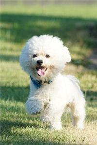 Bichon Frise Journal