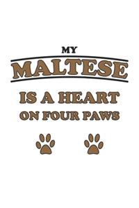 My Maltese is a heart on four paws