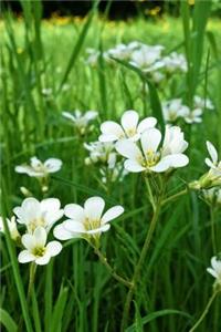 Minuartia Sandwort Flowers Journal