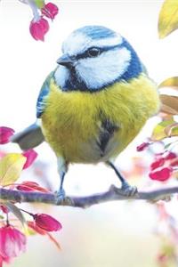 Birdwatching Sketch Book