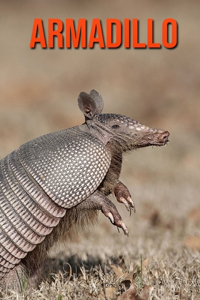 Armadillo