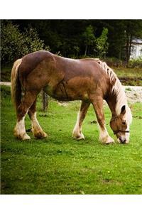 Horse Photo School Composition Book Equine Draft Grazing After Bath