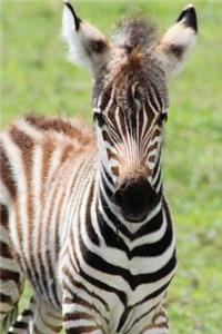 Baby Zebra Journal
