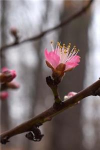 A Pink Peach Blossom Just Beginning to Bloom on the Tree Spring Journal
