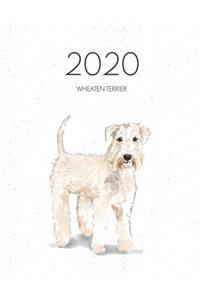 2020 Wheaten Terrier