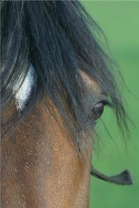 2020 Weekly Planner Horse Photo Equine Bay Closeup 134 Pages