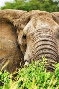 Bull Elephant in Uganda, Africa Journal: Take Notes, Write Down Memories in this 150 Page Lined Journal