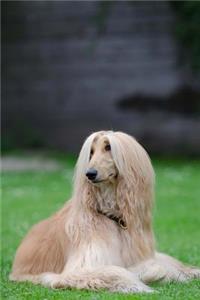 Well Groomed Afghan Hound Dog Journal