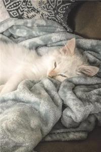 Cuddly White Cat in Cozy Blanket