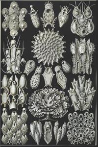 Haeckel Scientific Biological Art Notebook