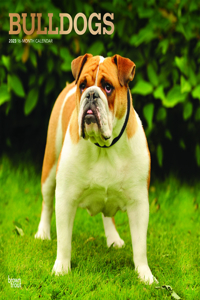 Bulldogs 2023 Square Foil