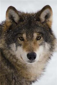 Portrait of a Wolf Journal