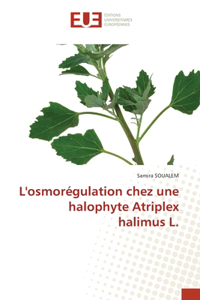 L'osmorégulation chez une halophyte Atriplex halimus L.
