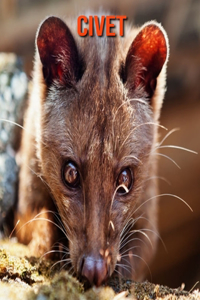 Civet