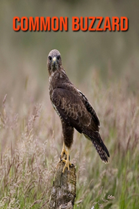 Common Buzzard