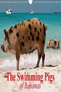 The Swimming Pigs of Bahamas 2017: The Happy Pigs of the Big Majors Cay (Calvendo Animals)