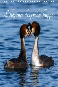 L'Elegance Des Grebes Huppes 2018