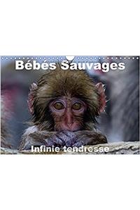 Bebes Sauvages - Infinie Tendresse 2018