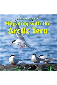 Migrating with the Arctic Tern