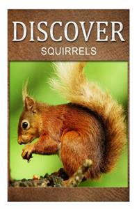 Squirrel - Discover