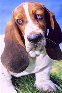 2020 Daily Planner Basset Hound Dog Photo 388 Pages