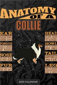 Anatomy Of A Collie