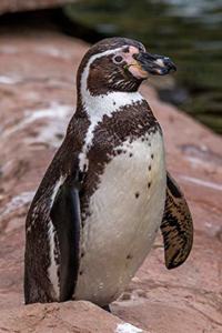 Humboldt Penguin Journal