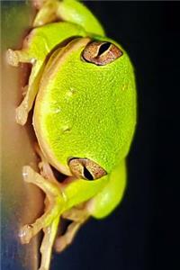 American Green Tree Frog Journal