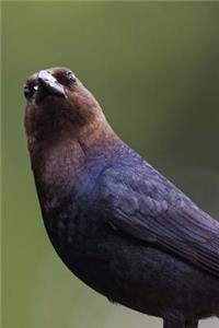 Brown-Headed Cowbird (Molothrus Ater) Bird Journal