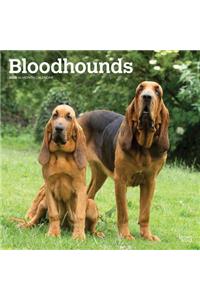Bloodhounds 2020 Square