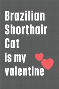Brazilian Shorthair Cat is my valentine