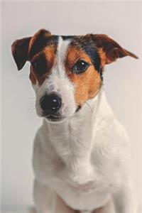 Jack Russell Lovers Journal