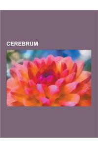 Cerebrum