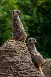 Two Meerkats Chillaxing Journal