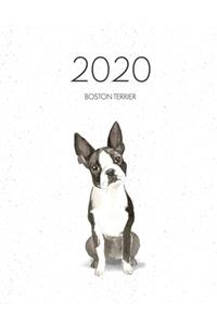 2020 Boston Terrier
