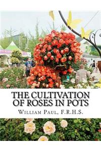 Cultivation of Roses in Pots