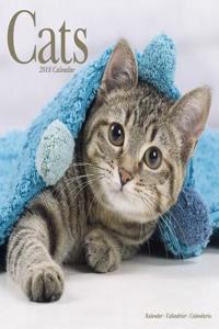Cats Calendar 2018 (Square)