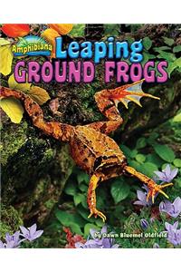 Leaping Ground Frogs