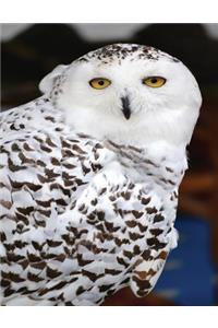 Owl Notebook